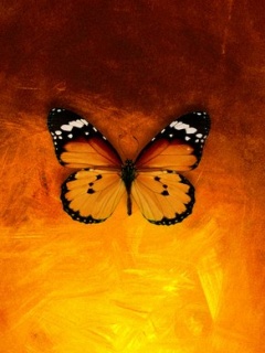 бабочка (Baterfly)