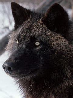 черный лис (Black Fox)