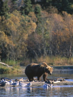 бурый медведь на рыбалке (Brown Bear)