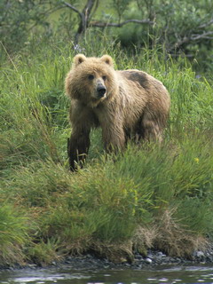 бурый медведь (Brown Bear)