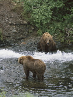 медведи рыболовы (Brown Bear)