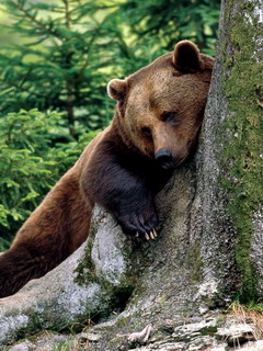 бурый медведь - устал (Brown Bear)