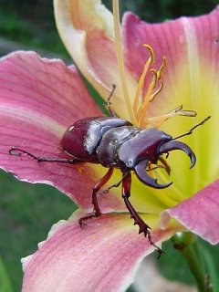 жук (Bug)