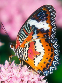бабочка (Butterfly)
