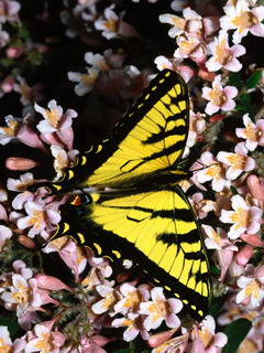 бабочка (Butterfly)
