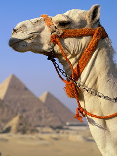 верблюд (Camel)