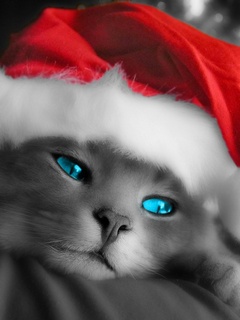 рождественский кот (Christmas Cat)