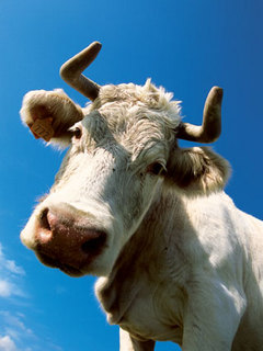 корова (Cow)