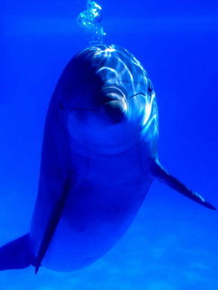 дельфин (Dolphin)