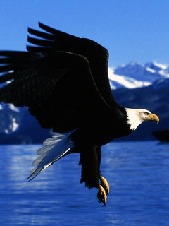 орел (Eagle)