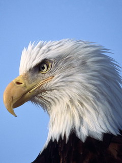 орел (Eagle)