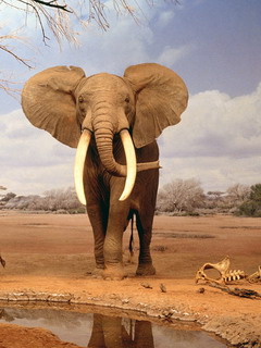 слон (Elephant)