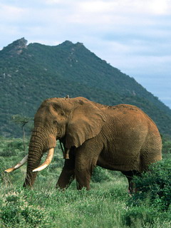 слон (Elephant)