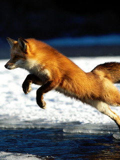 лиса (Fox)