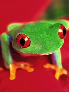 лягушка (Frog)
