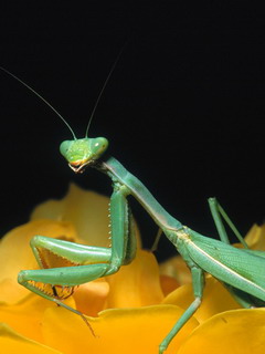 насекомое (Grasshopper)