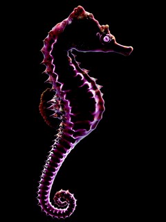 морской конёк (Hippocampus)