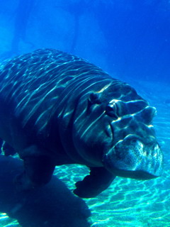 гиппопотам (Hippopotamus)