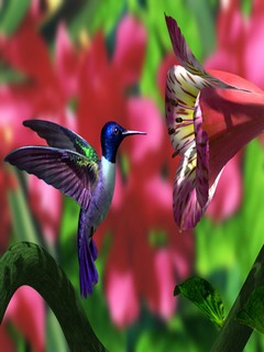 колибри (Hummingbird)