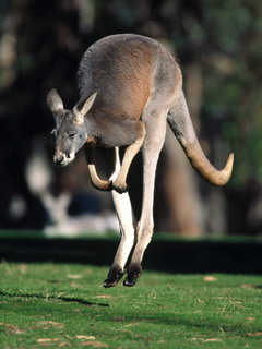 кенгуру (Kangaroo)