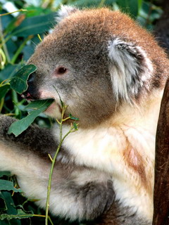 коала (Koala)