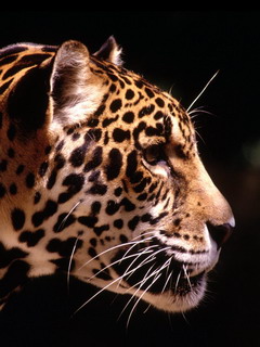 леопард (Leopard)