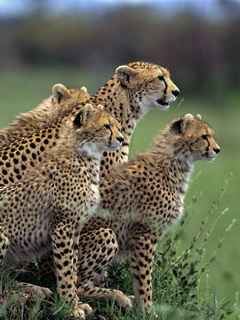 леопарды (Leopards)