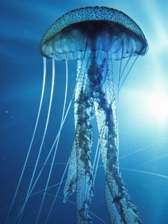 медуза (Medusa)