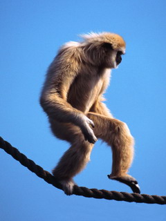 обезьяна (Monkey)