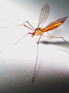 комар (Mosquito)