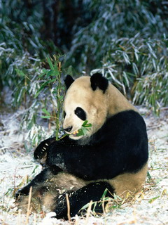 панда (Panda)