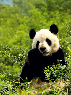 панда (Panda)