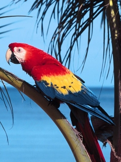 попугай (Parrot)