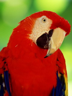 попугай (Parrot)