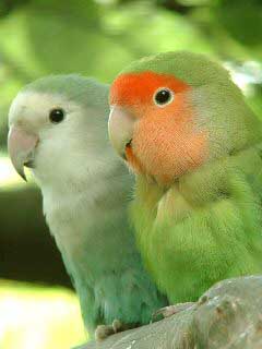 попугаи (Parrots)