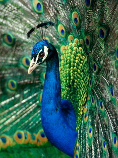 павлин (Peacock)