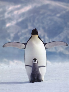 пингвин (Penguin)