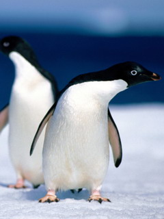 пингвины (Penguins)