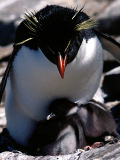 пингвины (Penguins)