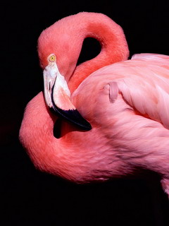 розовый фламинго (Pink Flamingo)