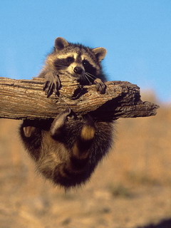 енот (Raccoon)