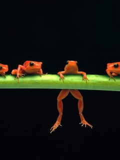 красная лягушка (Red Frogs)