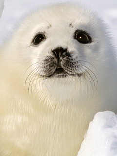 морской котик (Seal)