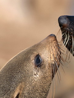 морской котик (Seal)