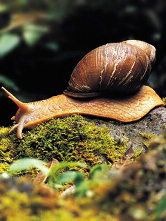 улитка (Snail)