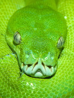 змея (Snake)