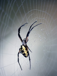 паук (Spider)