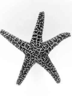 морская звезда (Starfish)
