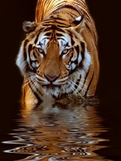 тигр (Tiger)
