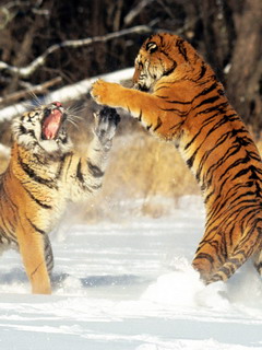 тигры (Tigers)